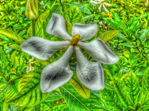 Whispers In The Green