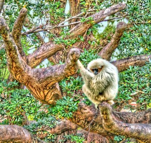 I'm looking at their funny faces...lol